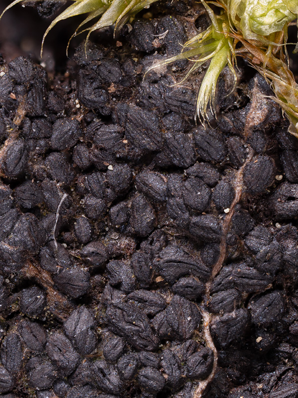 Byssolophis ampla Byssolophis ampla